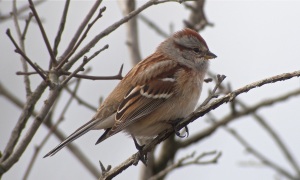 American Tree Sparrow - by Drew Webber